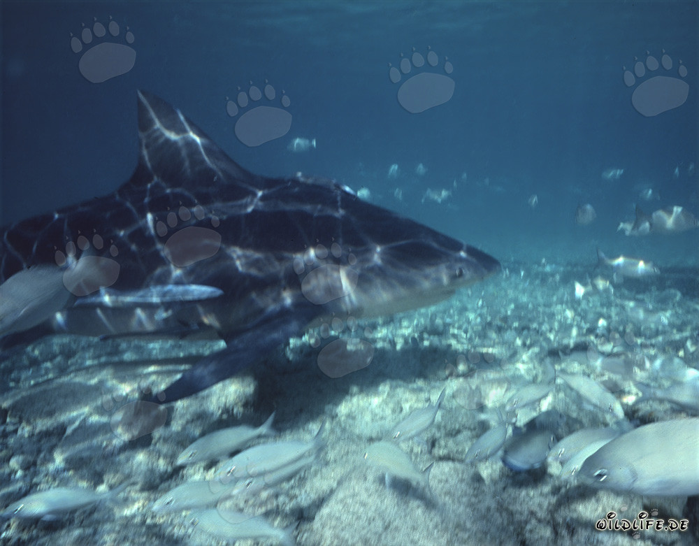 Majestätischer Bullenhai umgeben von kleinen Fischen