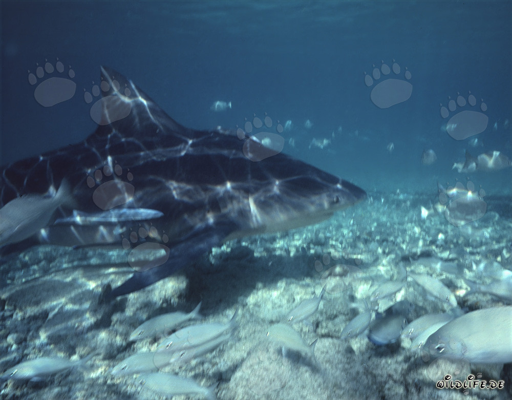 Majestic Bull Shark Surrounded by Small Fish