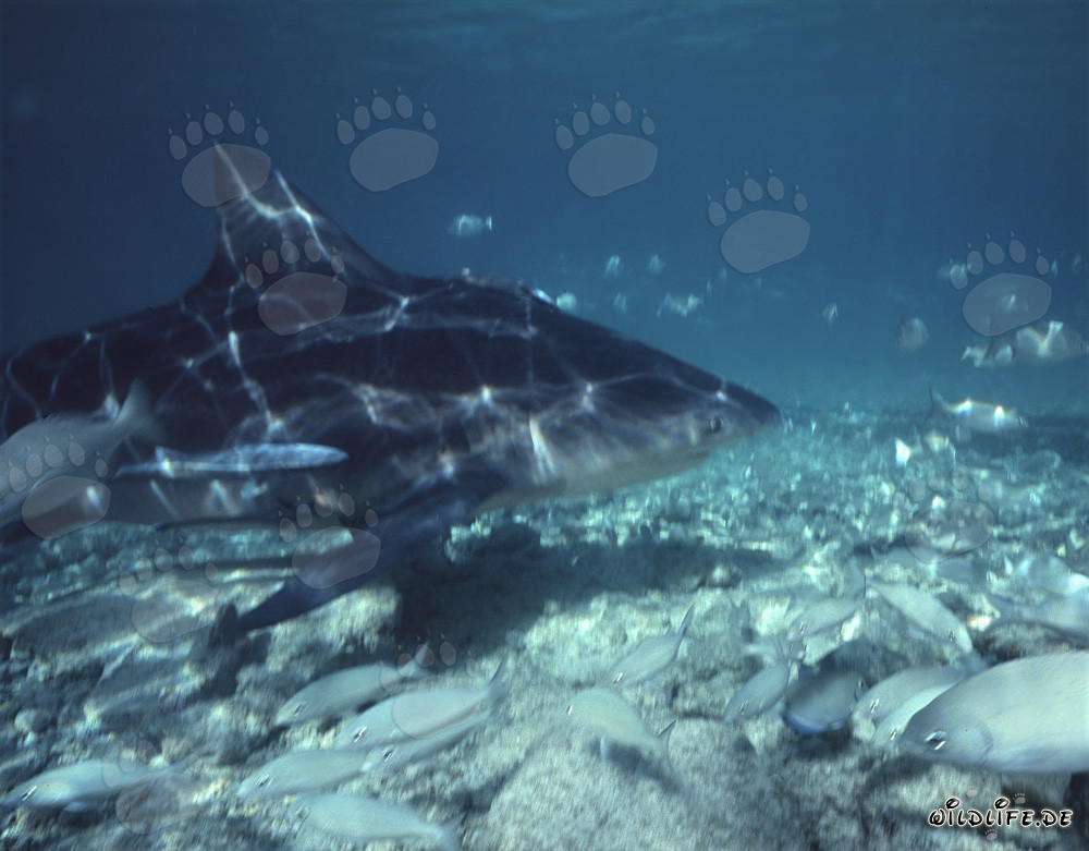 Requin taureau majestueux entouré de petits poissons