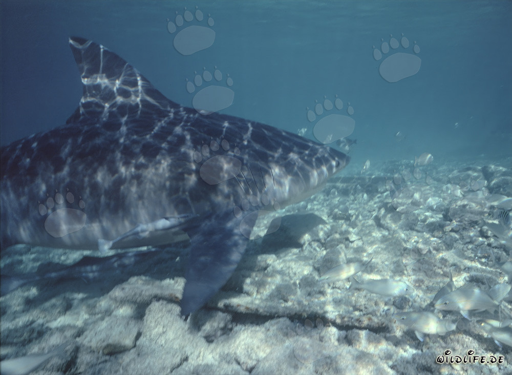Majestic Bull Shark swimming over rocky seabed