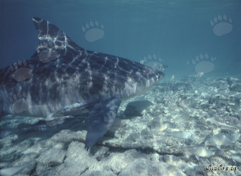 Requin taureau majestueux nage sur le fond marin rocheux