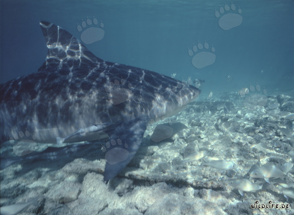 Maestoso squalo toro nuota sul fondale marino roccioso