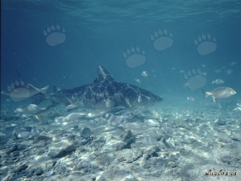 Impressive Bull Shark surrounded by small fish