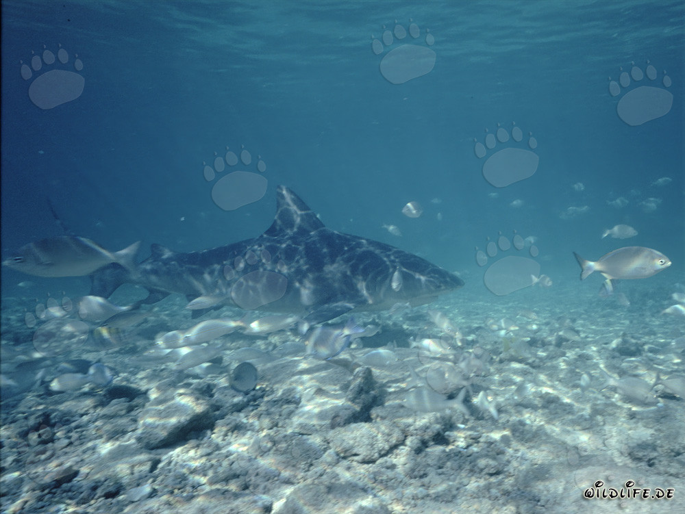 Requin taureau imposant entouré de petits poissons