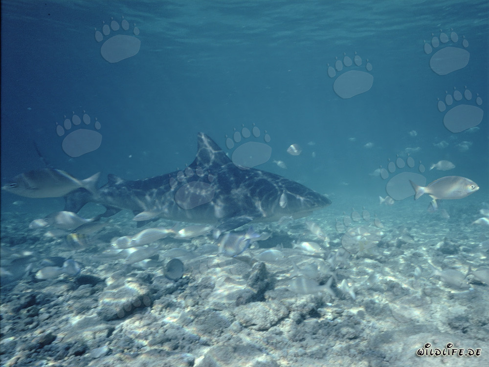 Impresionante tiburón toro rodeado de pequeños peces