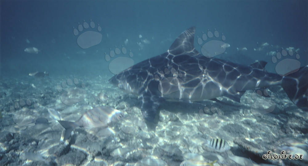La fascinante luz del sol crea un patrón único en el majestuoso tiburón toro