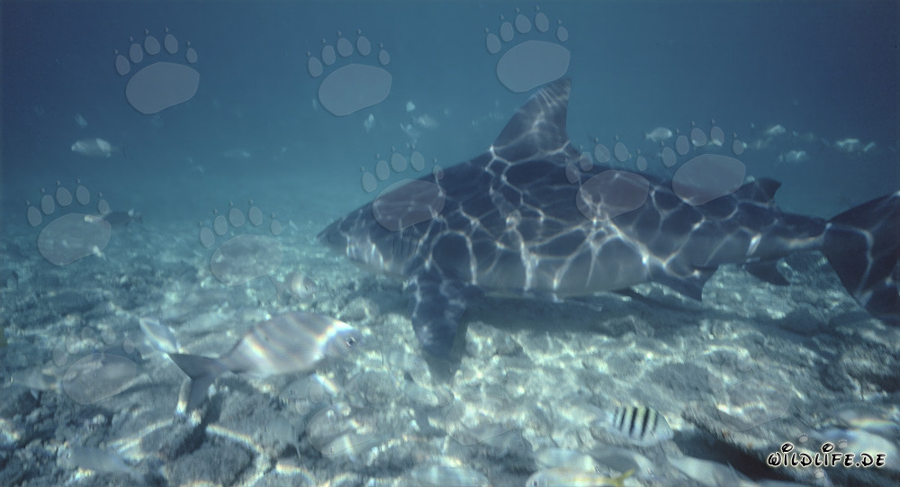 Fascinating sunlight creates unique pattern on the majestic Bull Shark