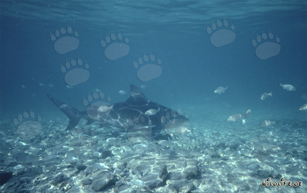 Bull Shark in Tropical Waters