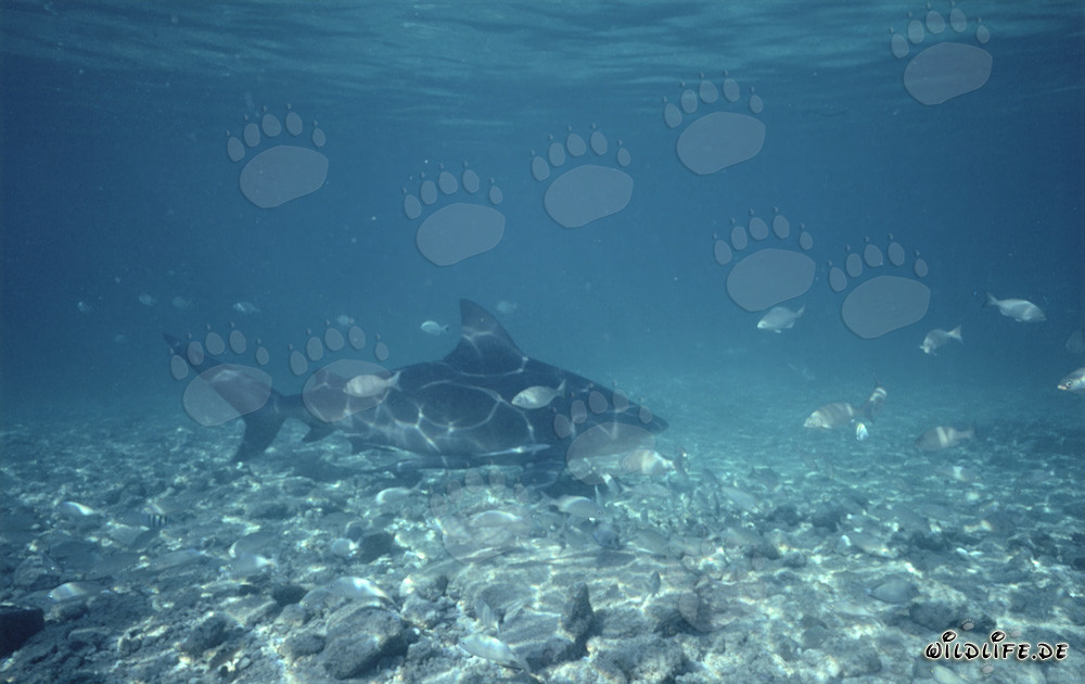 Requin taureau dans les eaux tropicales