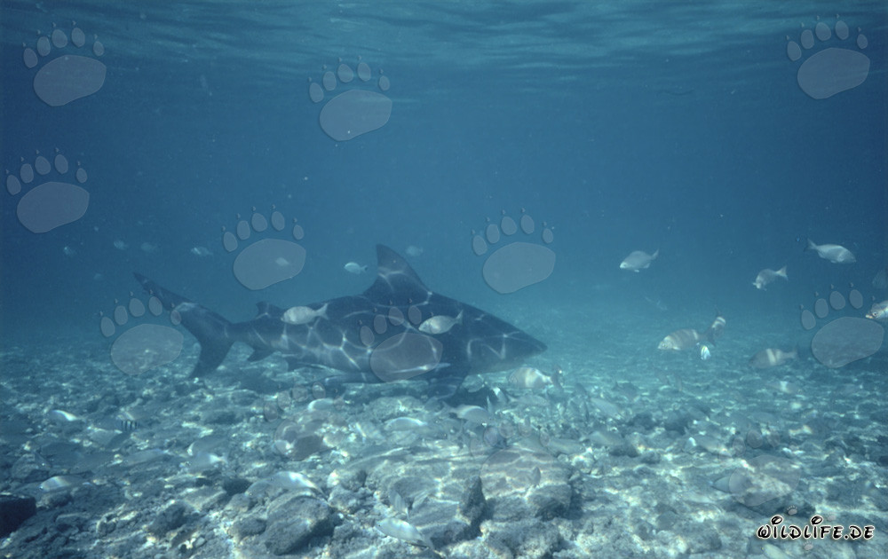Tiburón toro en aguas tropicales