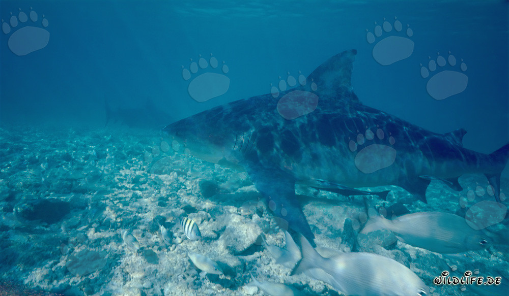 Impressive Bull Shark on the Hunt