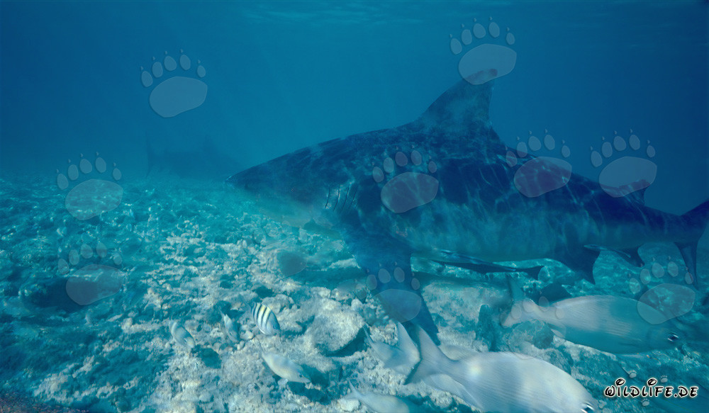 Requin taureau impressionnant à la recherche de proies