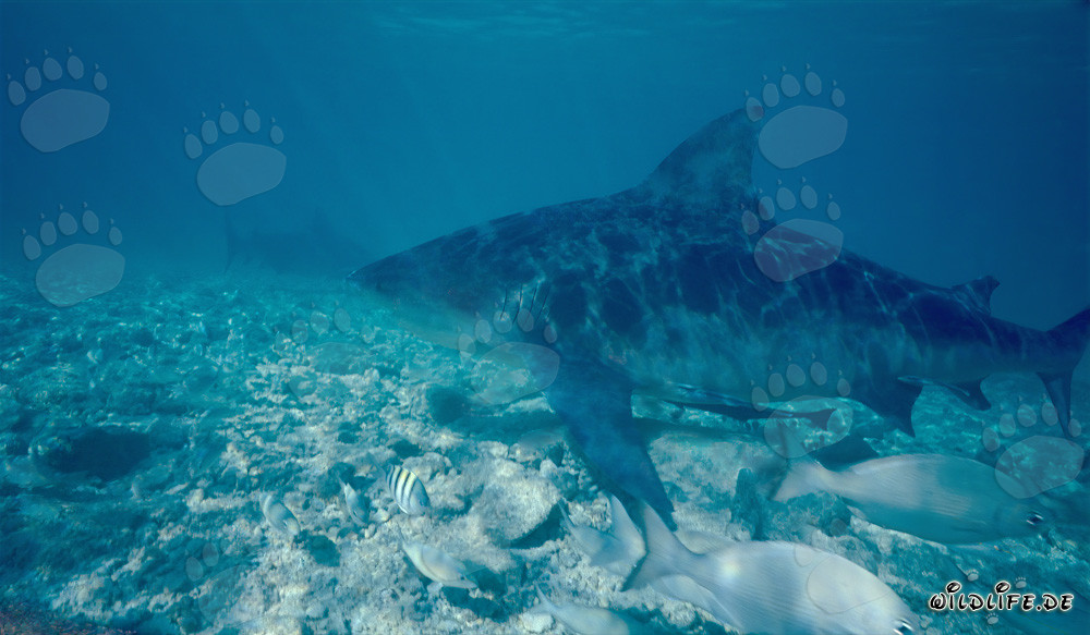 Impressionante squalo toro alla ricerca di prede