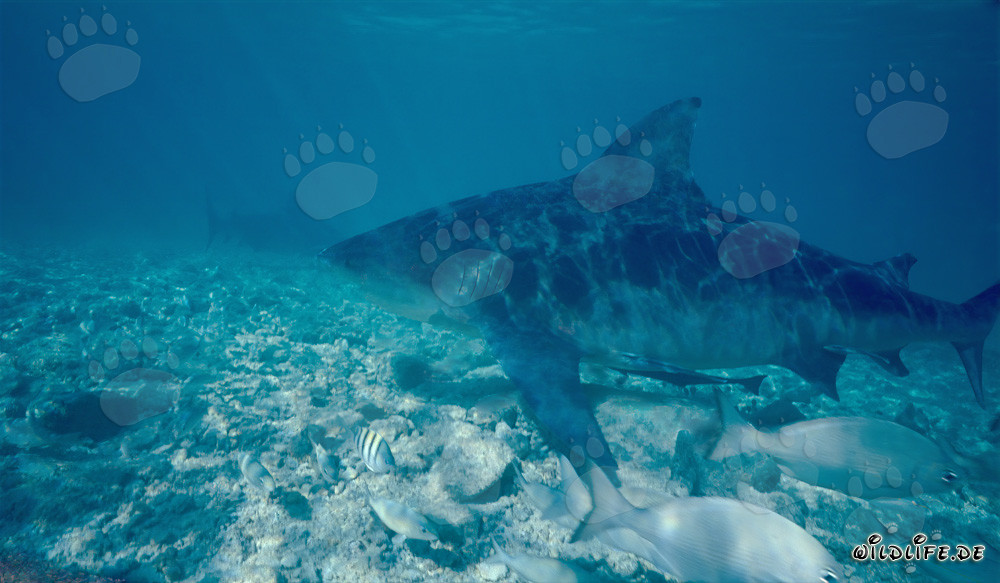 Impresionante tiburón toro en busca de presas