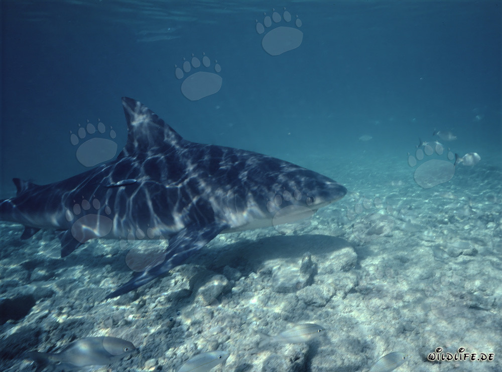 Fascinating Bull Shark Searching for Prey