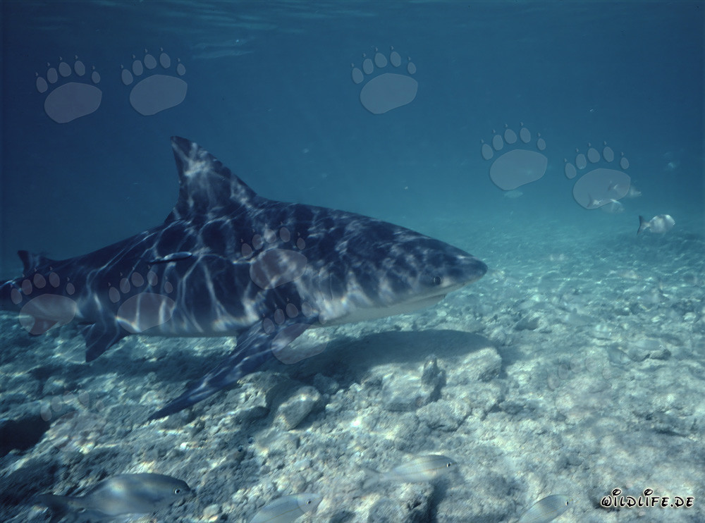 Requin taureau fascinant à la recherche de nourriture