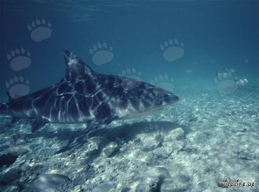 Fascinante tiburón toro en busca de alimento