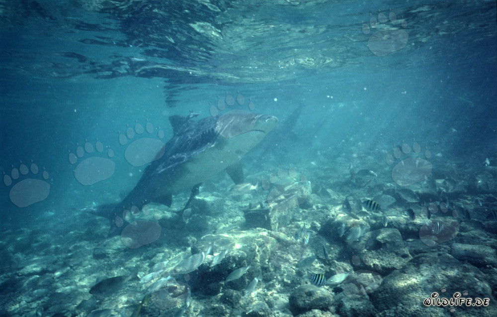 Bull shark observed at the water surface in tropical waters