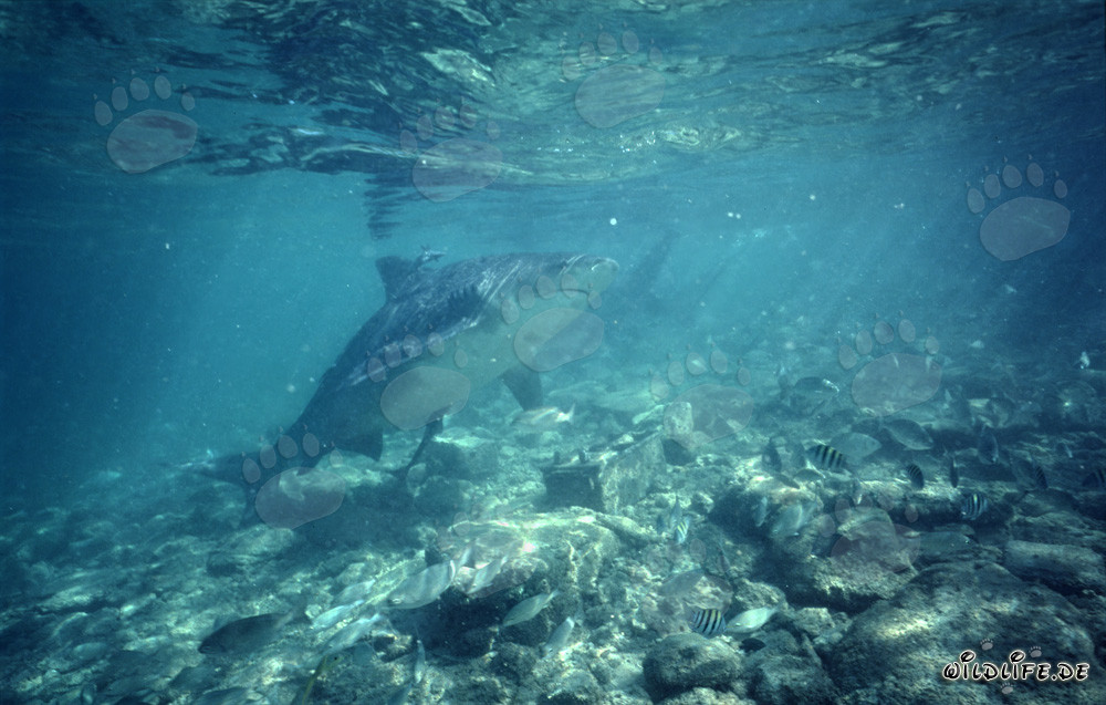 Observation de requins taureaux dans les eaux tropicales en surface