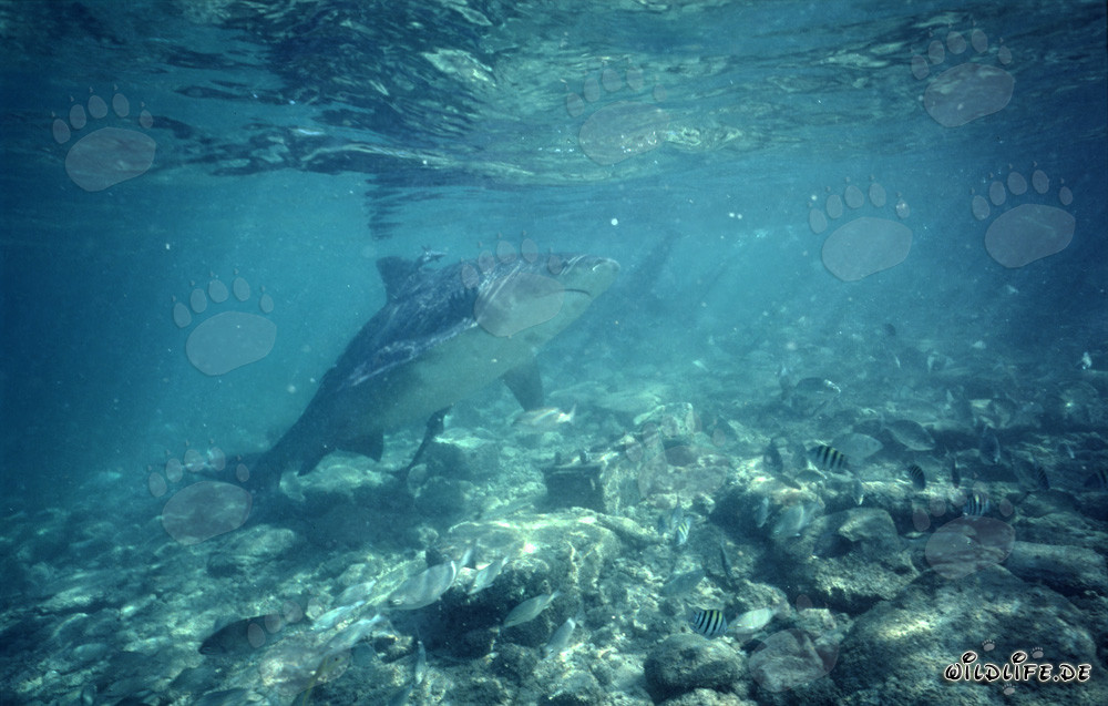 Squalo toro osservato nelle acque tropicali in superficie