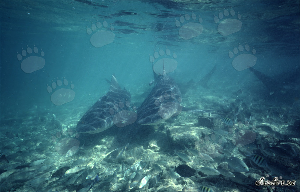 Two bull sharks approaching with curiosity