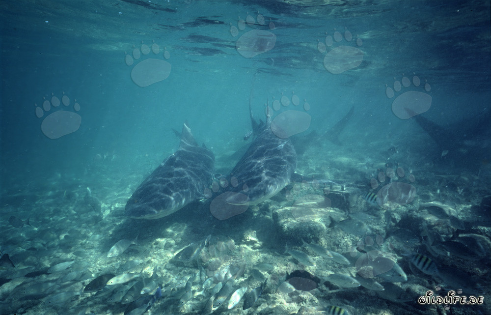 Impressionnants requins bouledogues curieux s'approchent