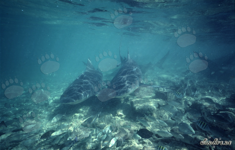 Impresionantes tiburones toro se acercan curiosos