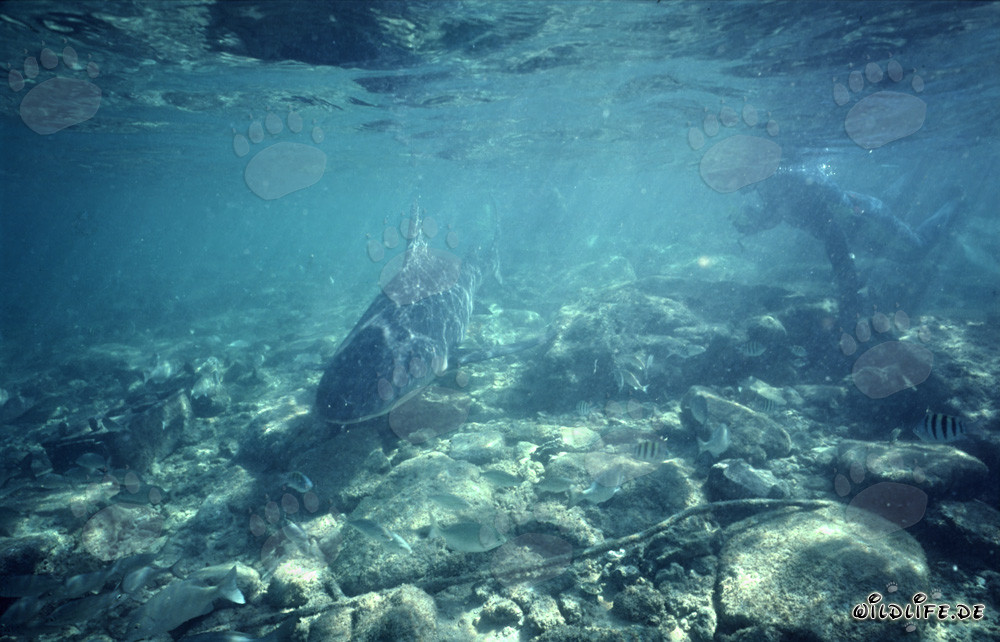 Encuentro fascinante: buceador y tiburón toro