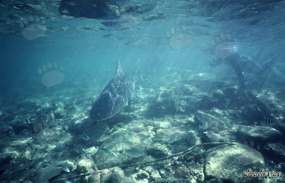 Rencontre fascinante : plongeur et requin taureau