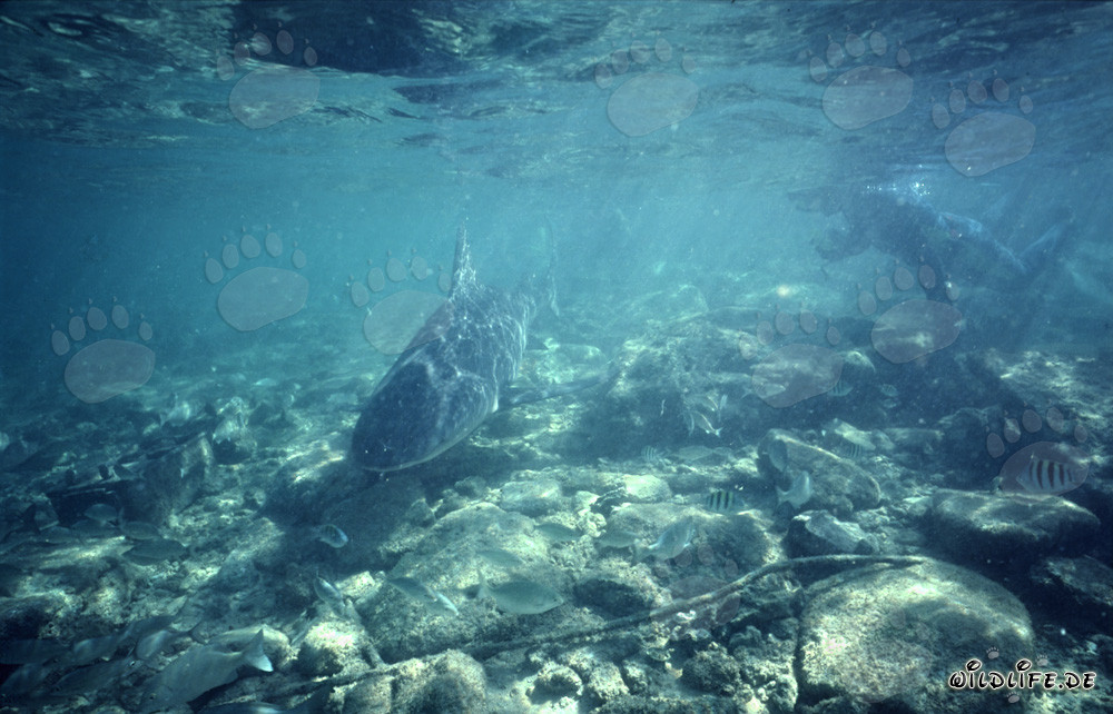 Fascinating Encounter: Snorkeler and Bull Shark