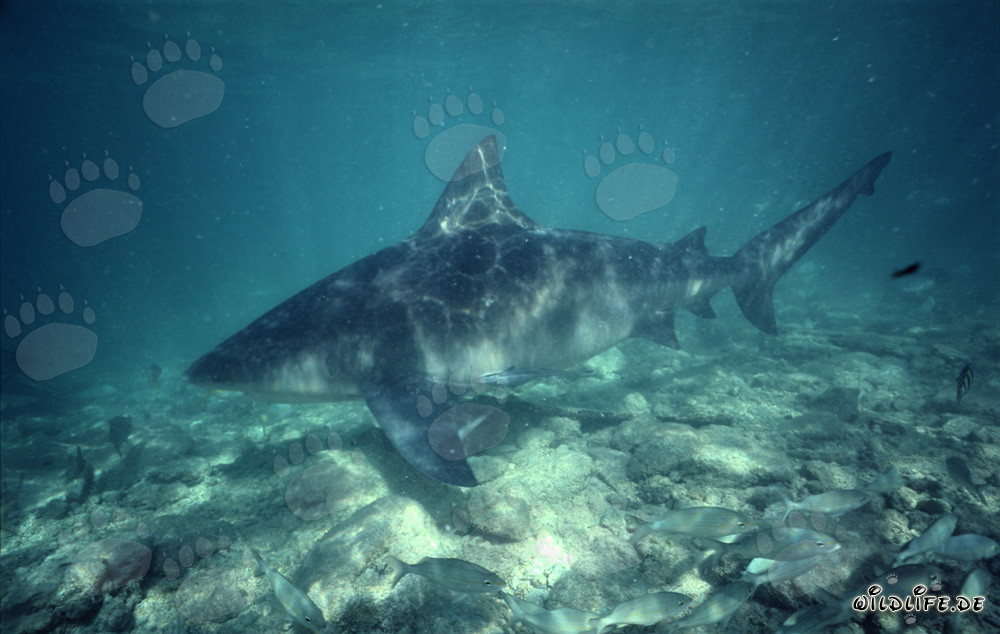 Imposantes Bullenhai Seitenporträt unterwegs an der Shark Beach von Walker´s Cay