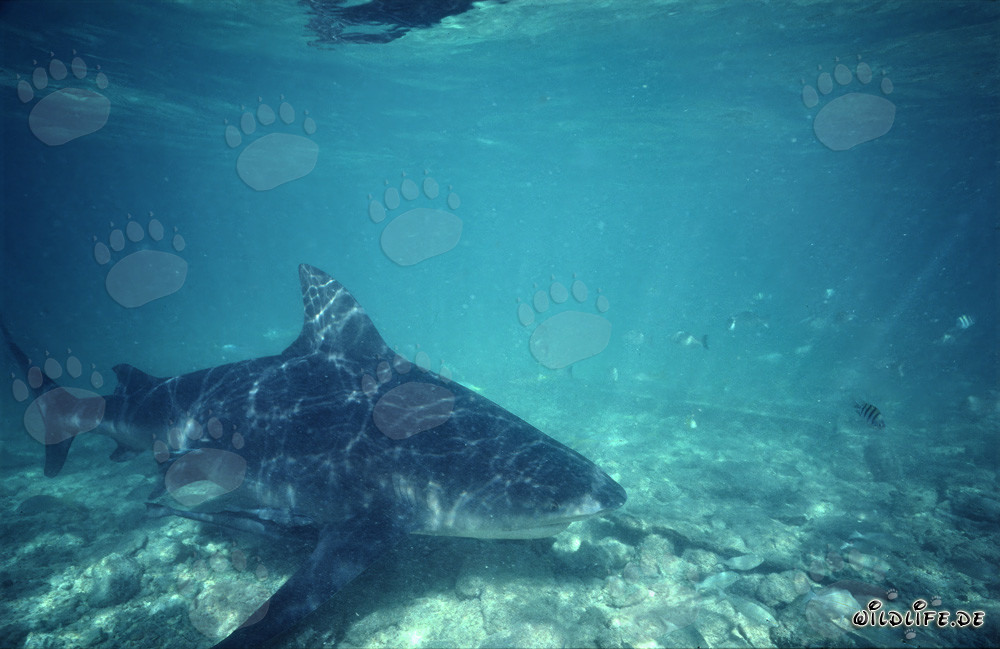 El majestuoso tiburón toro se desliza elegantemente sobre el suelo marino