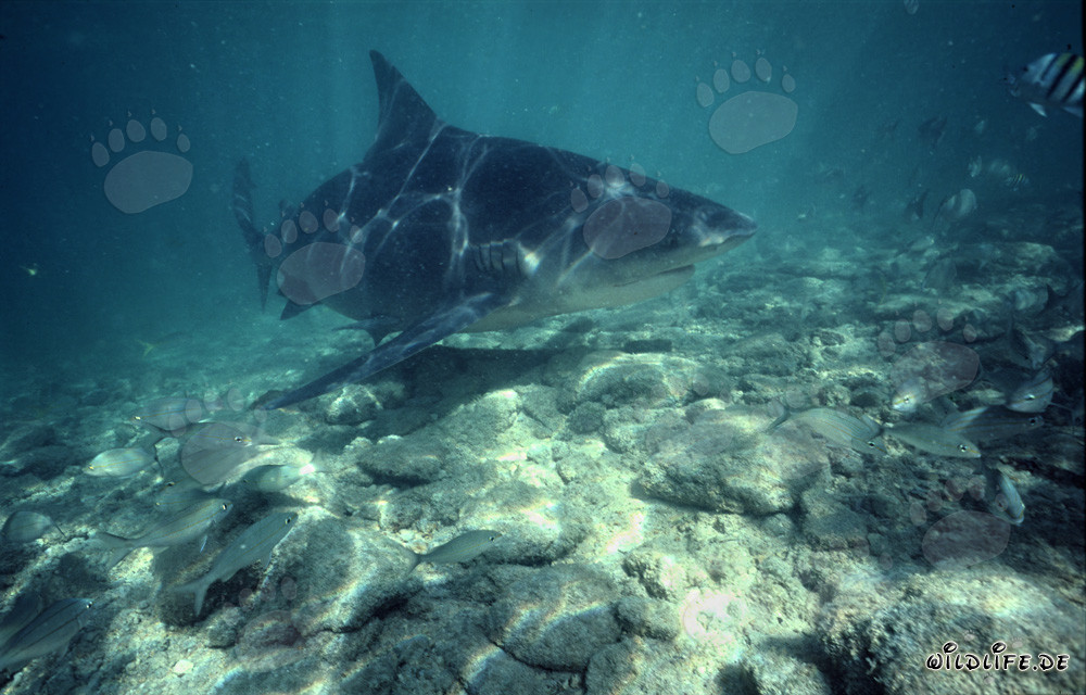 Fascinating Bull Shark in Tropical Waters