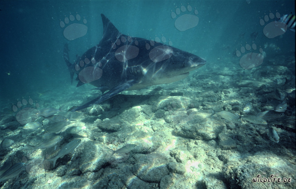 Fascinante squalo toro nelle acque tropicali