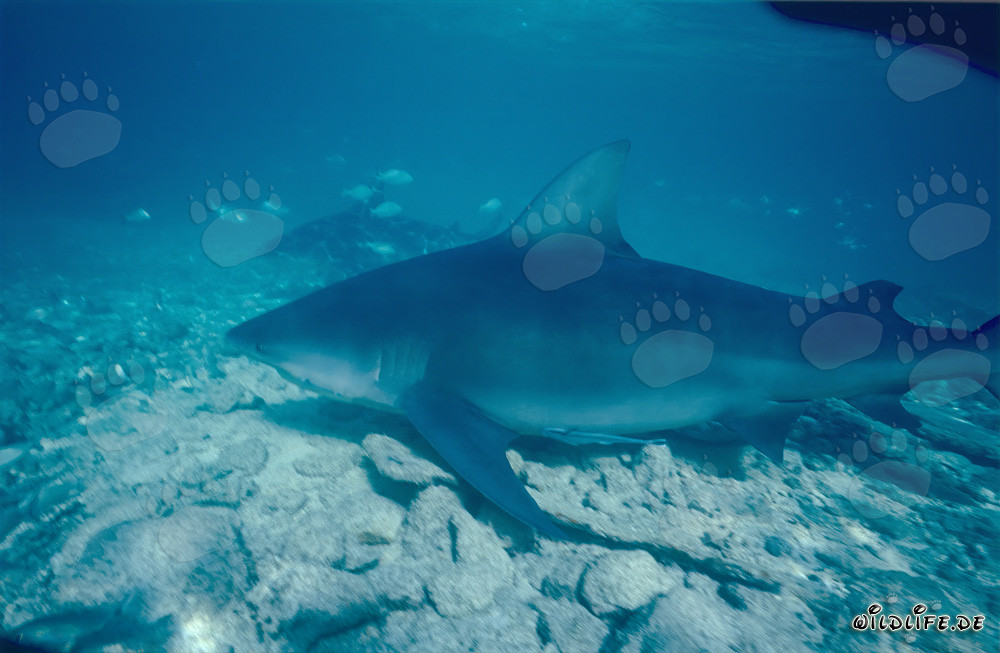 Requin taureau impressionnant entouré de petits poissons