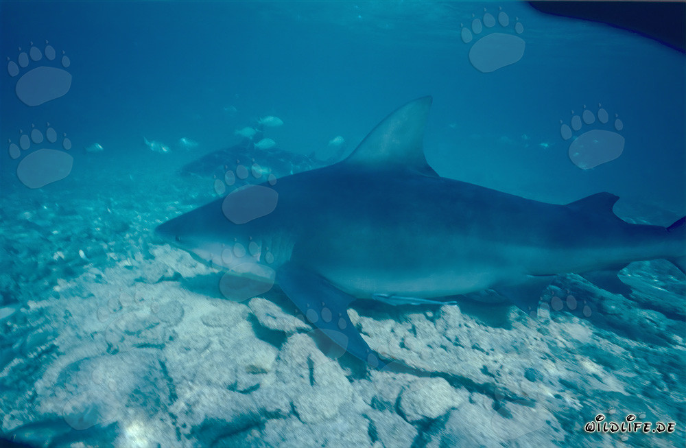 Imposanter Bullenhai umgeben von kleinen Fischen