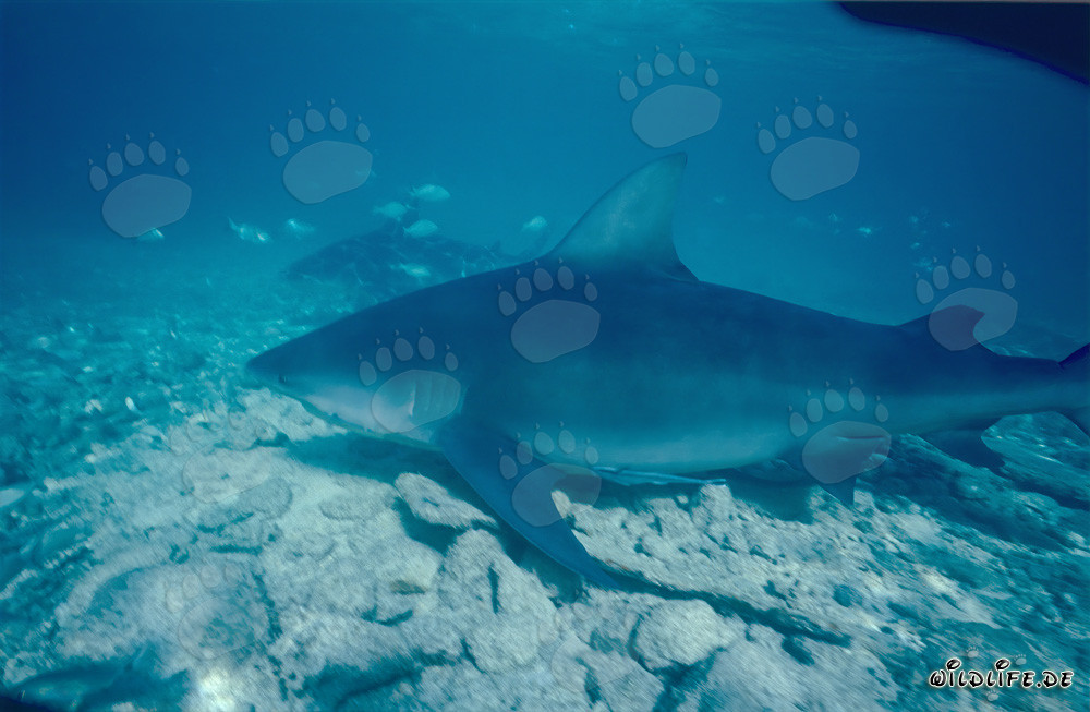Impressive Bull Shark surrounded by small fish