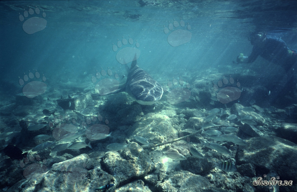 Buzo observa tiburón toro