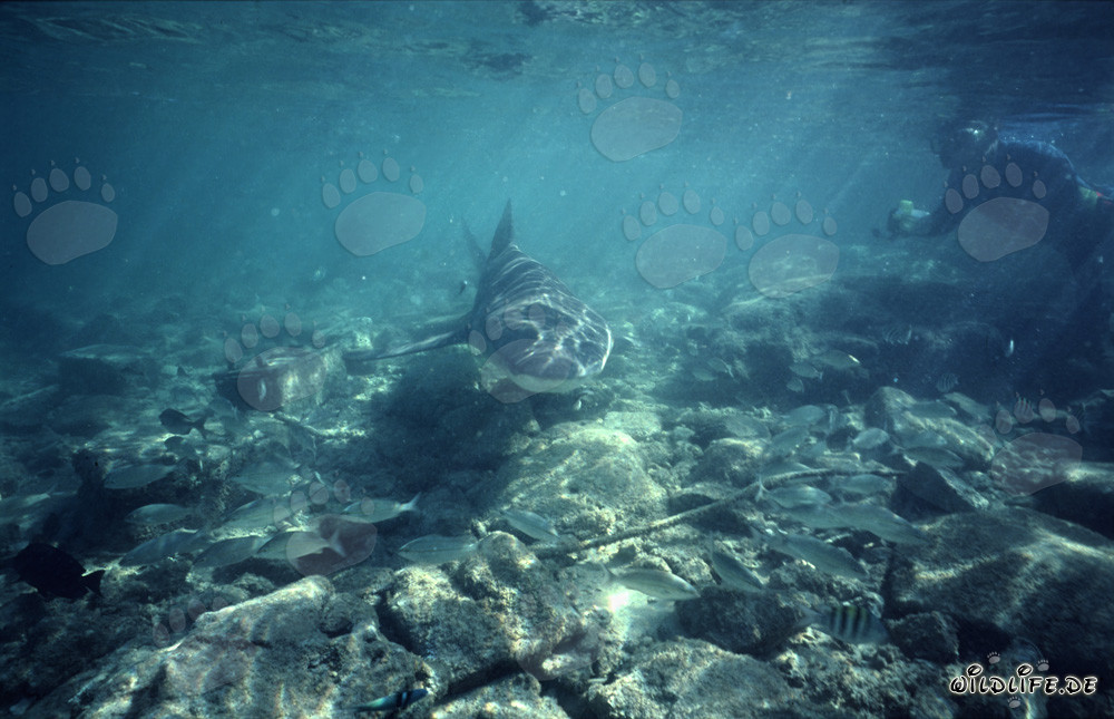 Schnorchler beobachtet Bullenhai