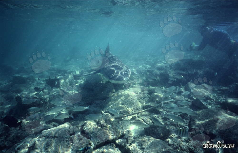 Snorkeler observing Bull Shark