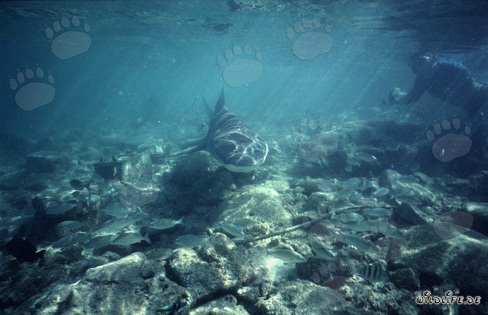 Snorkeling osserva squalo toro