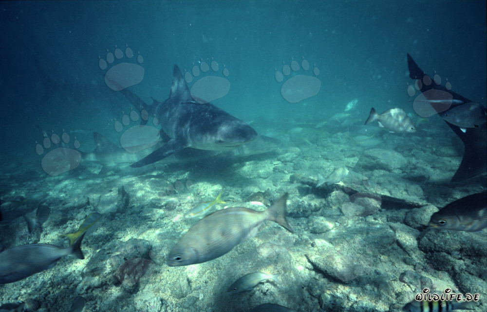 Encounter with Bull Shark, Lemon Shark, and School of Fish in Walker's Cay