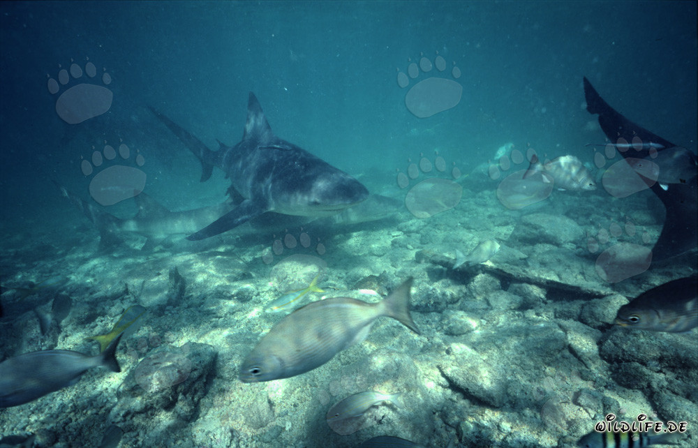 Treffen mit Bullenhai, Zitronenhai und Fischschwarm in Walker's Cay