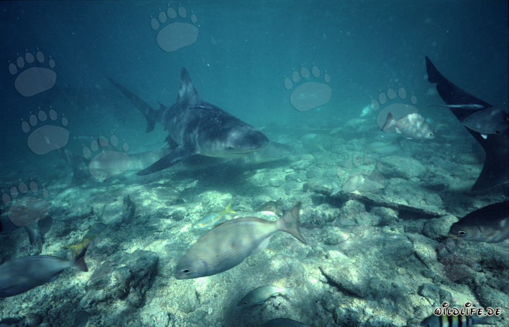Rencontre avec un requin taureau, un requin citron et un banc de poissons à Walker's Cay