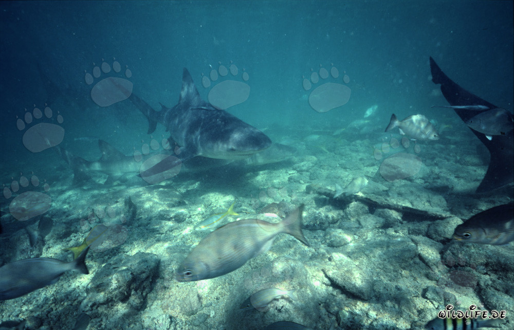 Incontro con squalo toro, squalo limone e banco di pesci a Walker's Cay