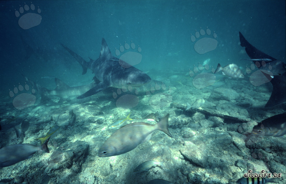 Encuentro con tiburón toro, tiburón limón y banco de peces en Walker's Cay