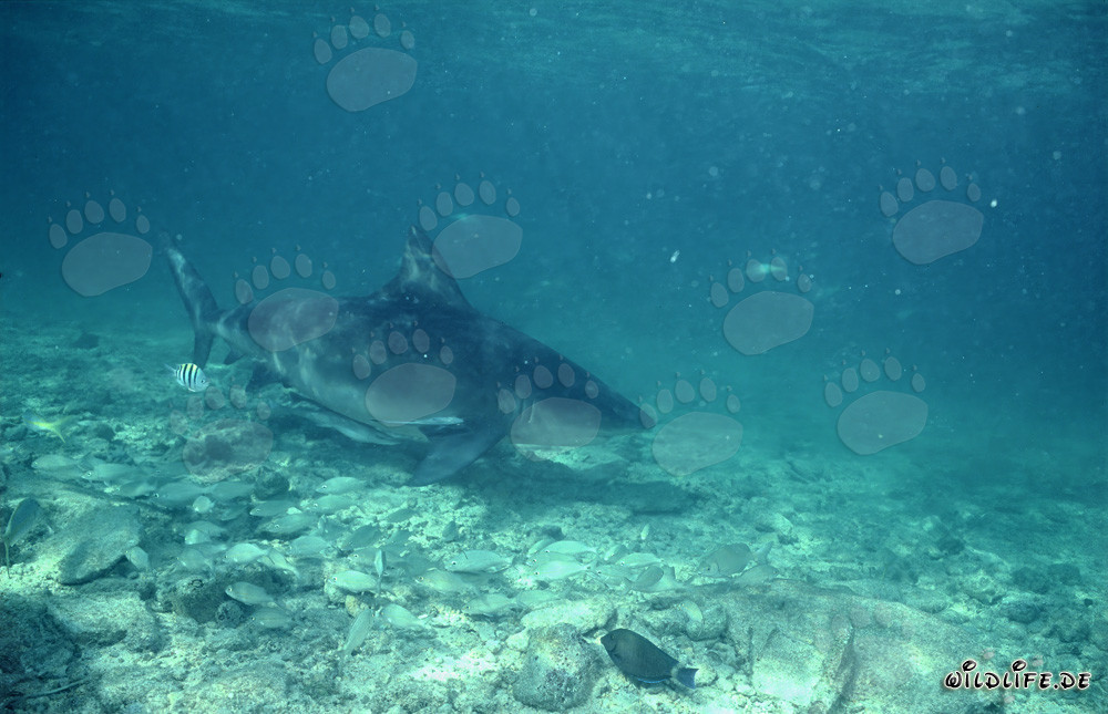 Curious Bull Shark at Shark Beach of Walker's Cay