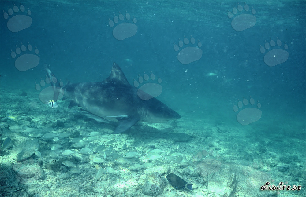 Neugieriger Bullenhai an der Shark Beach von Walker's Cay