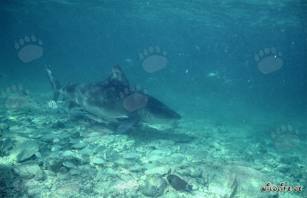 Requin-taureau curieux sur la plage aux requins de Walker's Cay