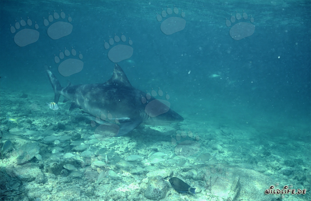 Tiburón toro curioso en la playa de tiburones de Walker's Cay
